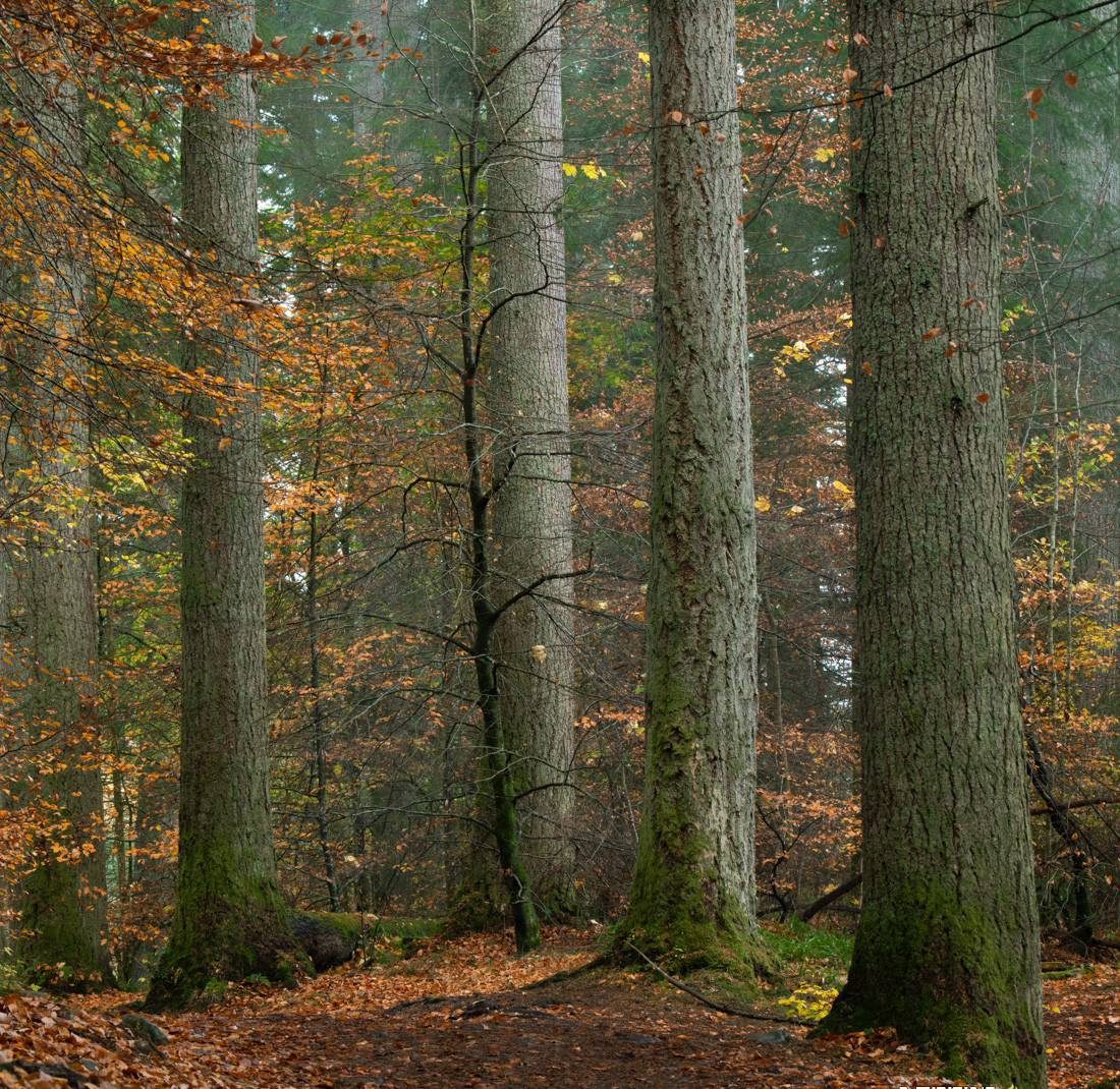 20250524123919-6831bdf75fbab.jpg Alister Benn富有表现力的风光后期减淡和加深大师班-中英字幕