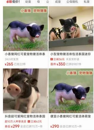 冷门赛道日入600米,零技术含量!_偏门项目网赚项目-副业赚钱-互联网创业-资源整合百读客